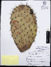 Opuntia hyptiacantha image