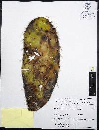 Opuntia lasiacantha image