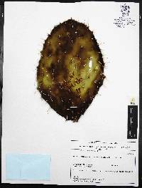 Opuntia hyptiacantha image