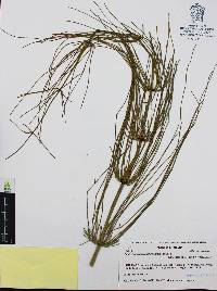 Equisetum myriochaetum image