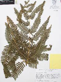 Pteridium caudatum image