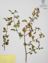 Physalis chenopodifolia image