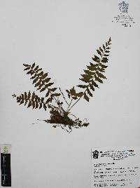 Asplenium auriculatum image