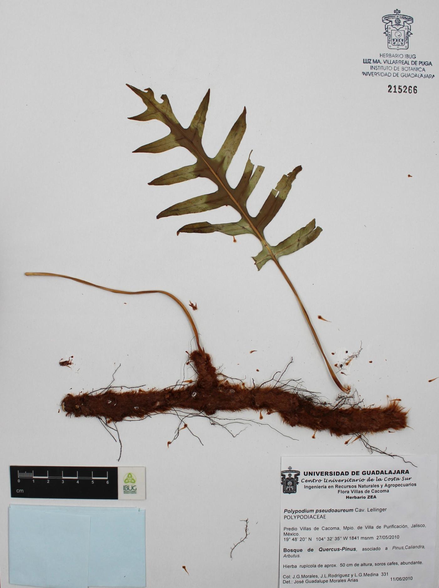 Phlebodium pseudoaureum image