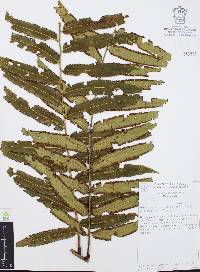 Marattia laxa image