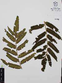 Marattia laxa image