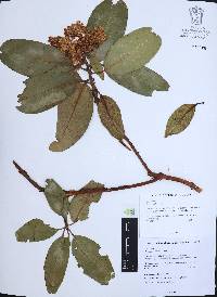 Arbutus xalapensis image