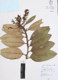 Comarostaphylis longifolia image