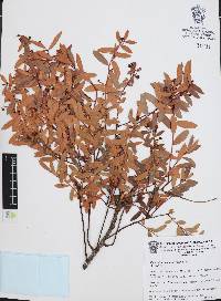 Vaccinium stenophyllum image