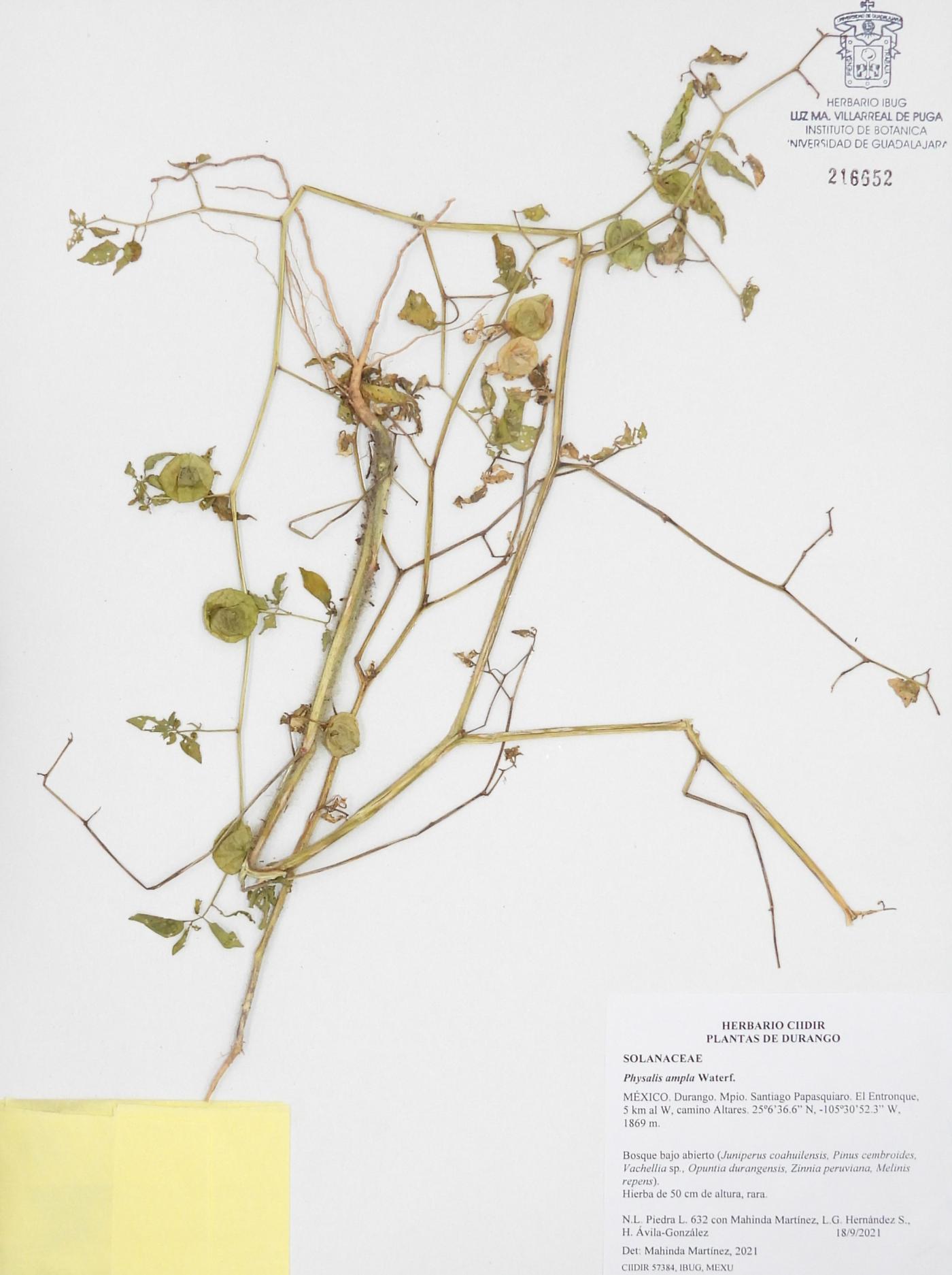 Physalis ampla image