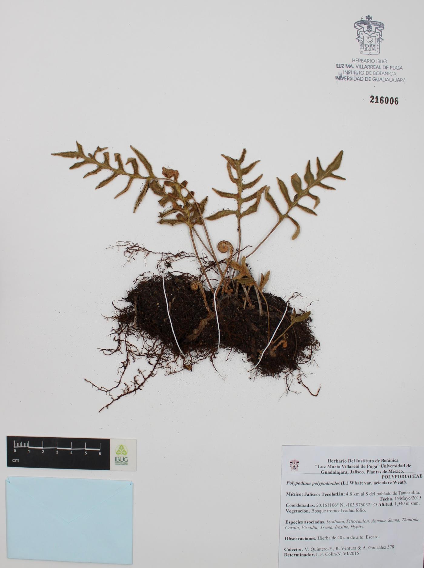 Polypodium polypodioides image