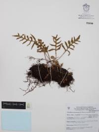 Polypodium polypodioides image