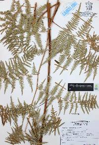 Pteridium caudatum image