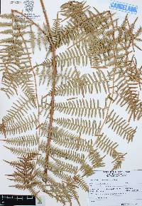 Pteridium caudatum image
