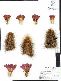 Echinocereus longisetus image