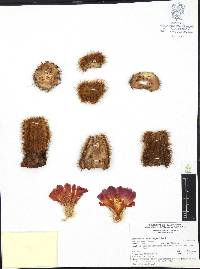 Echinocereus freudenbergeri image