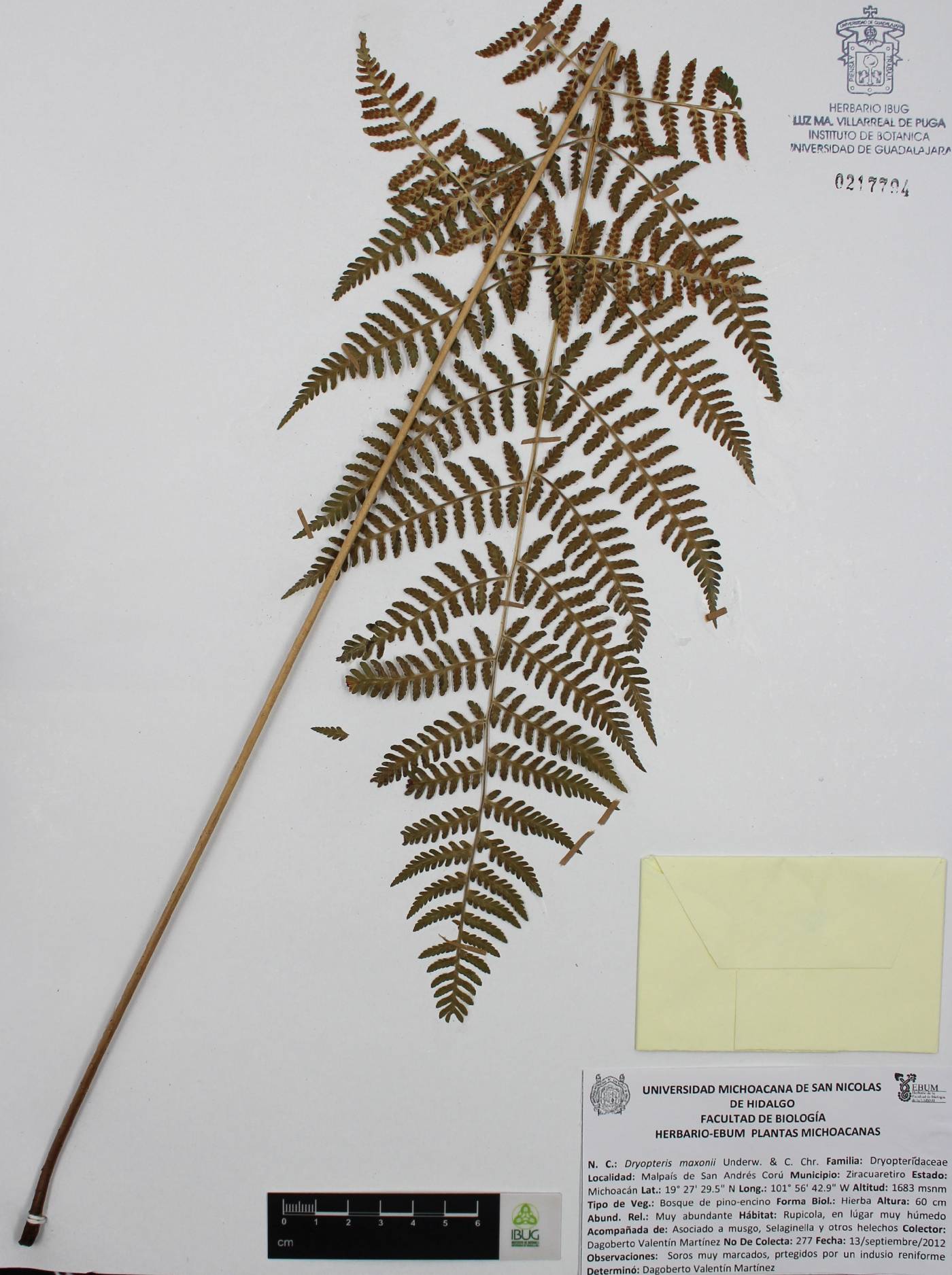 Dryopteris maxonii image