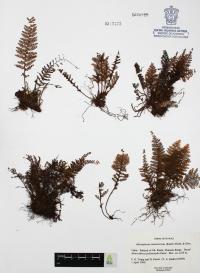 Adenophorus tamariscinus image
