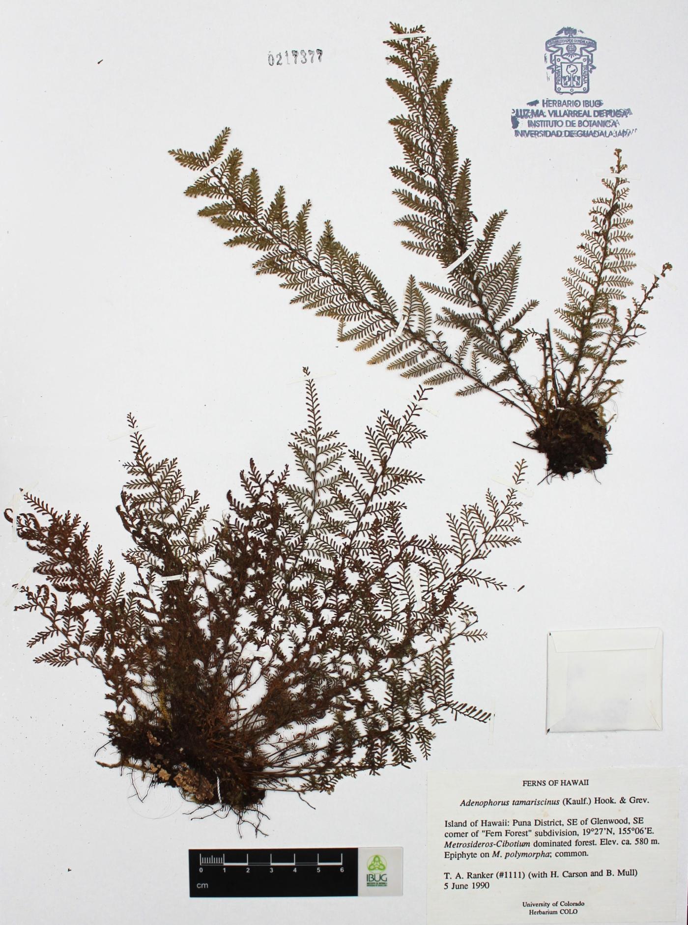 Adenophorus tamariscinus image