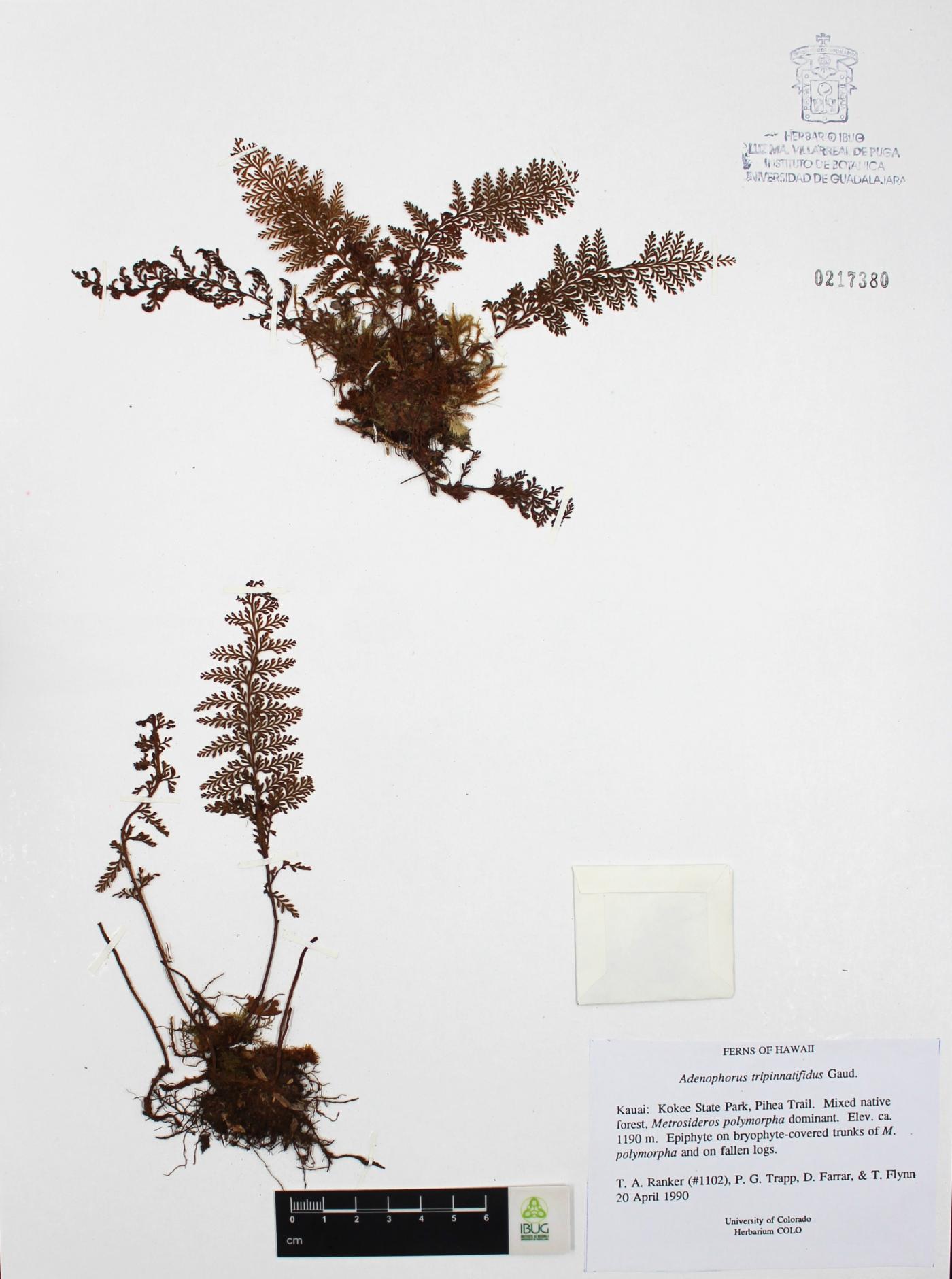 Adenophorus tripinnatifidus image