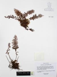 Adenophorus tripinnatifidus image
