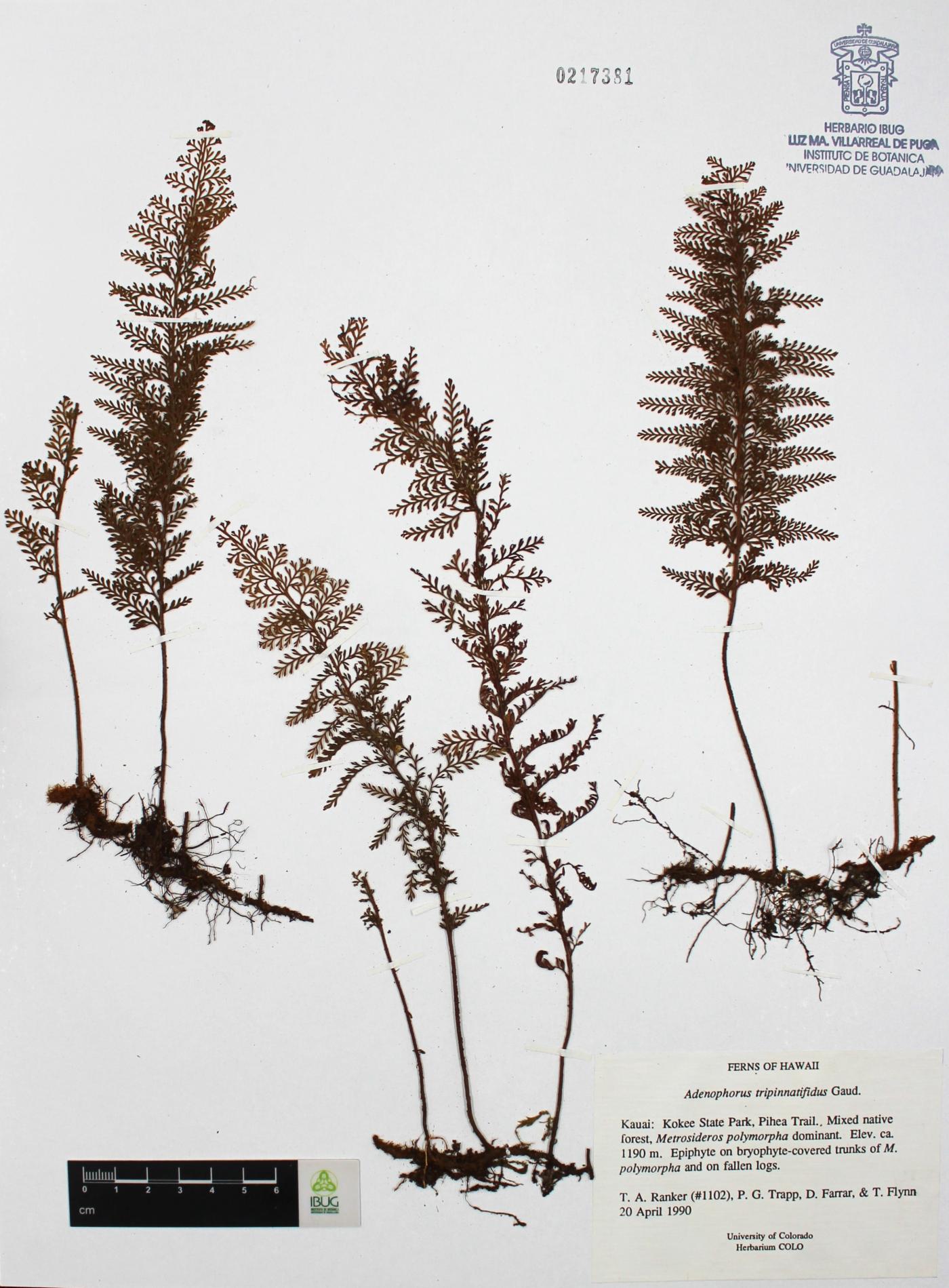 Adenophorus tripinnatifidus image