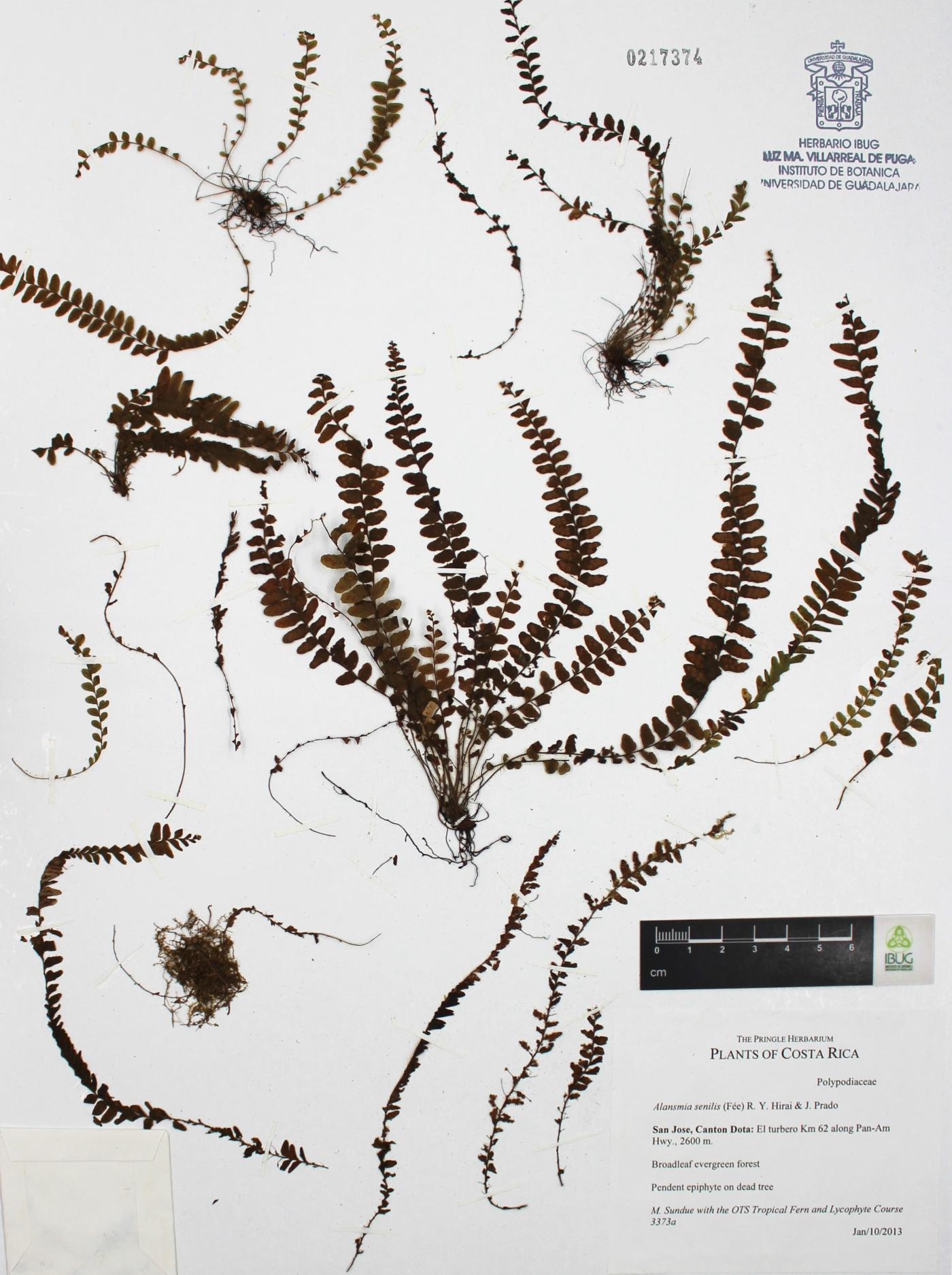 Alansmia senilis image
