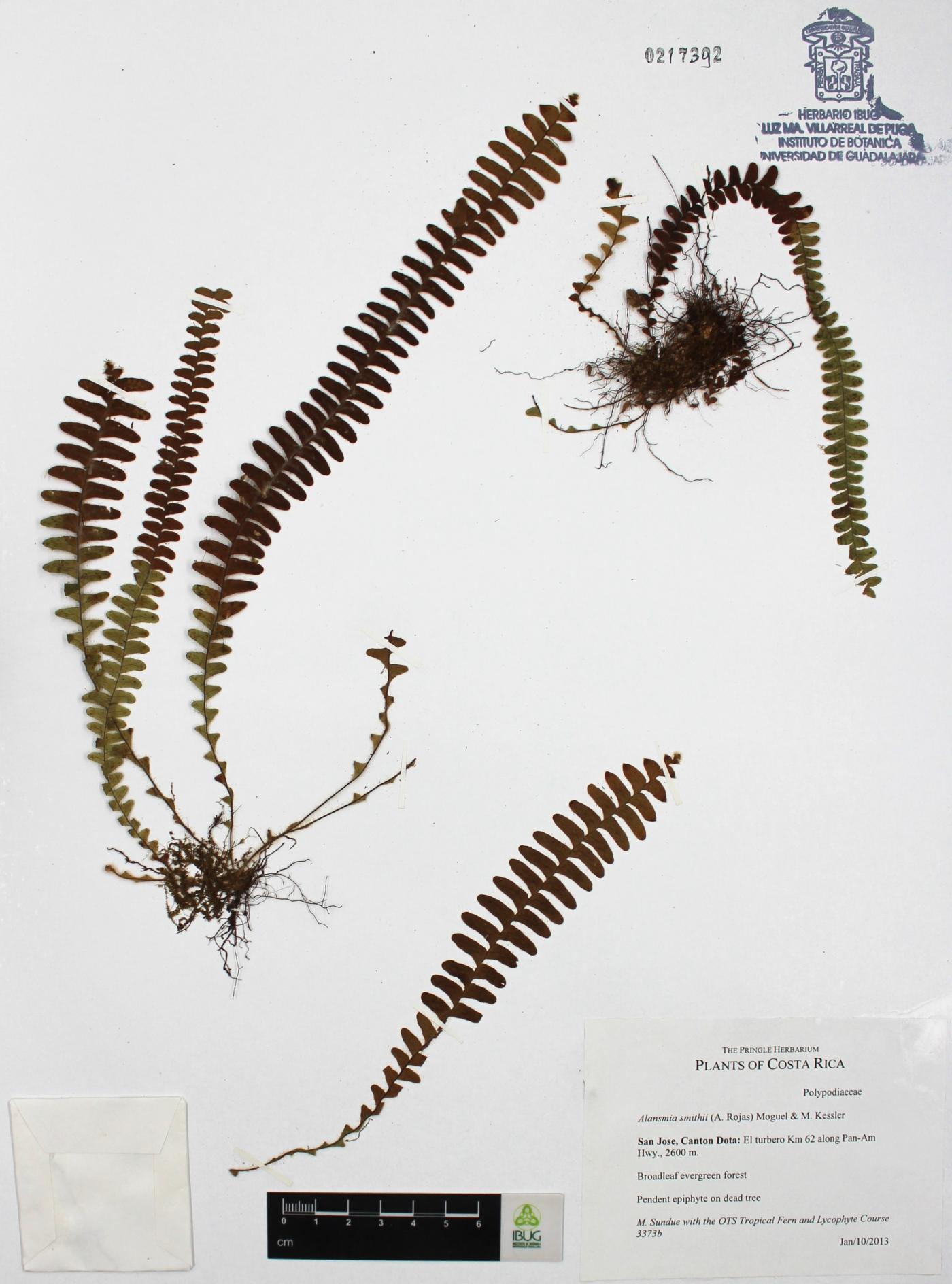 Alansmia smithii image