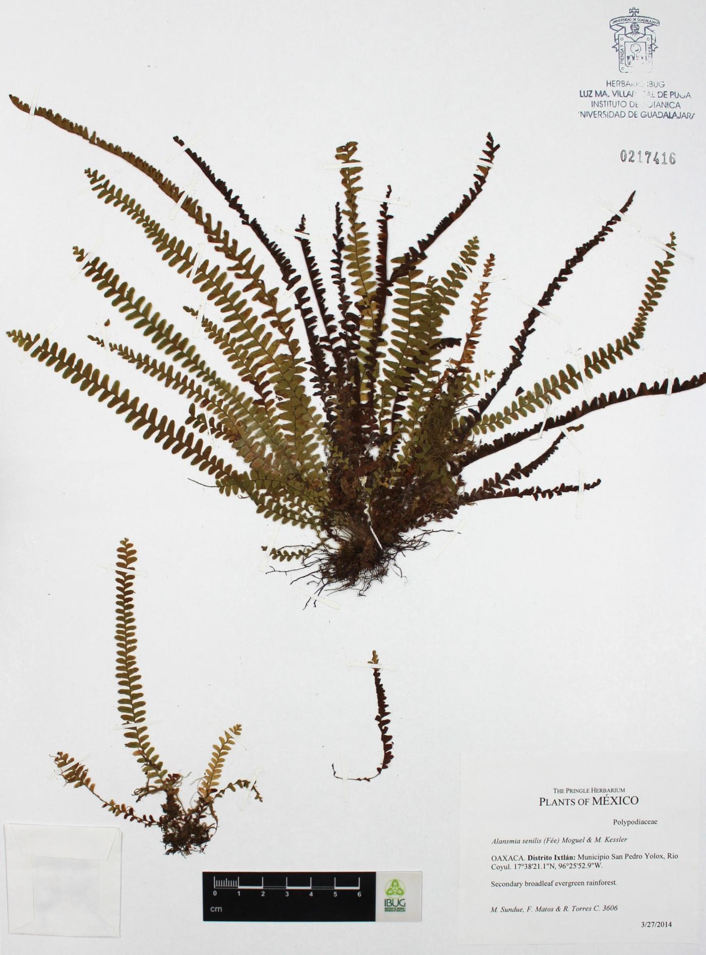 Alansmia senilis image
