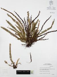 Alansmia senilis image