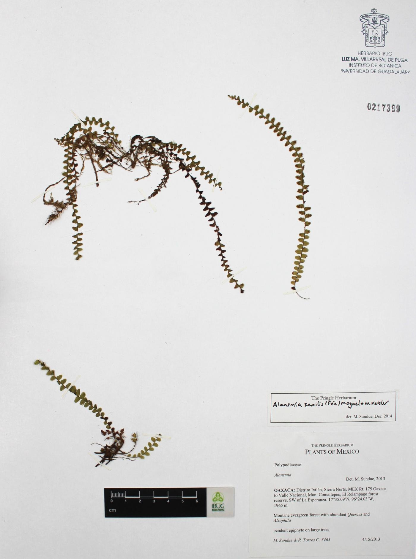 Alansmia senilis image