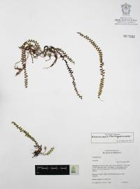 Alansmia senilis image