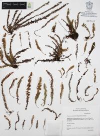 Alansmia senilis image