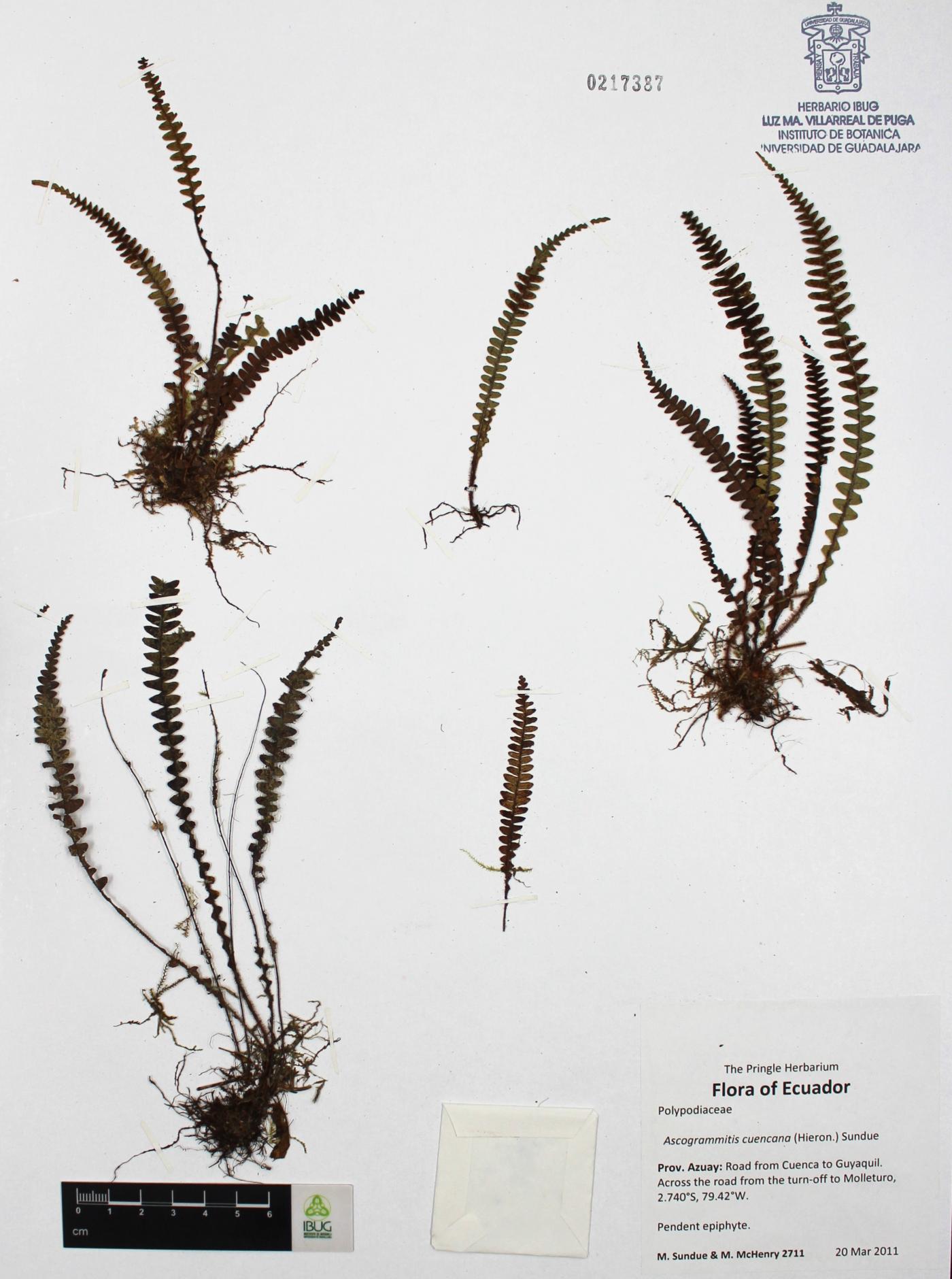 Ascogrammitis cuencana image