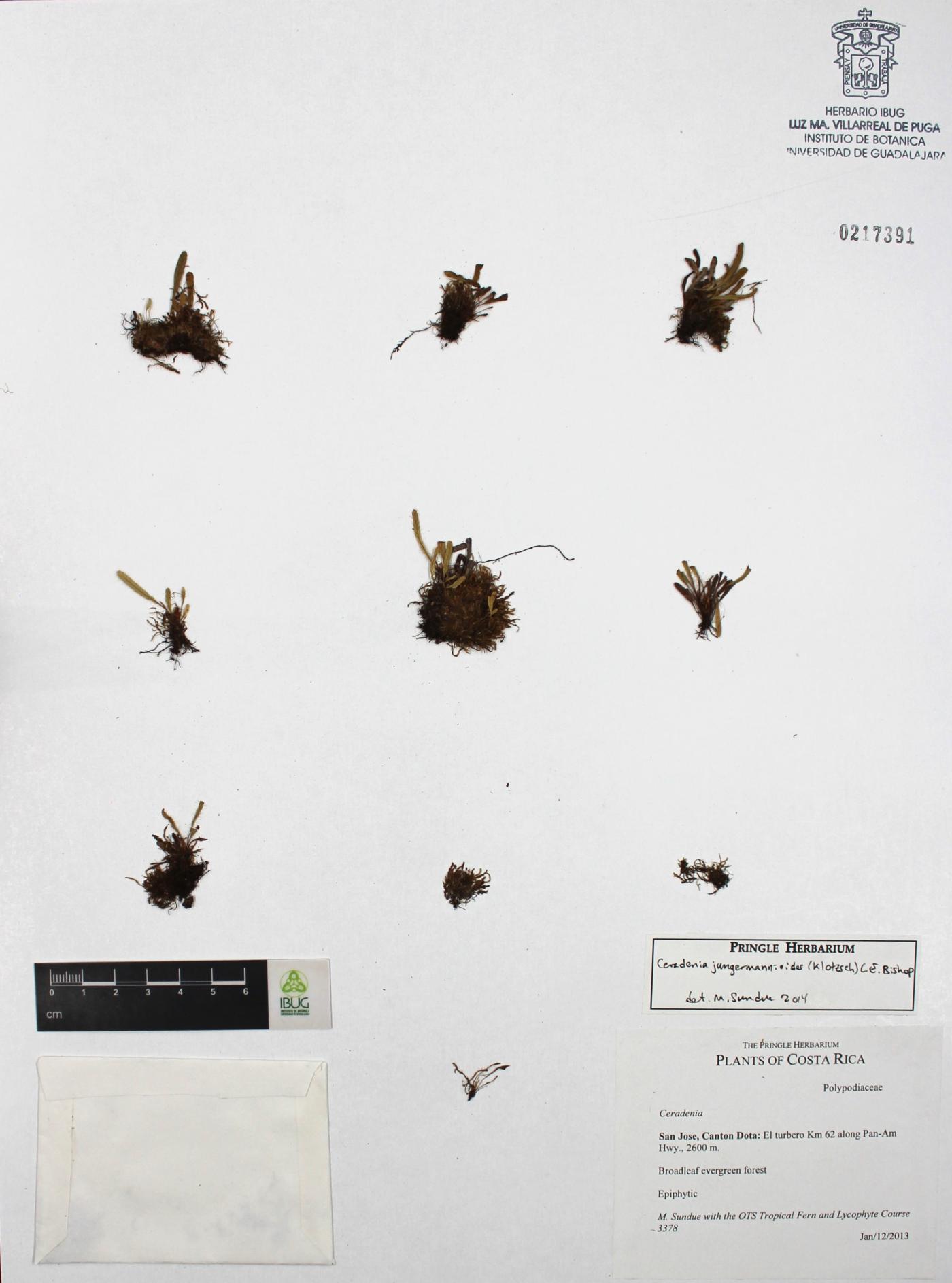 Ceradenia jungermannioides image