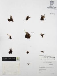 Ceradenia jungermannioides image