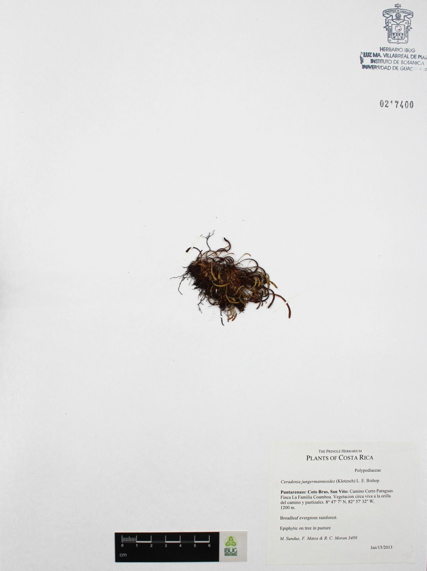 Ceradenia jungermannioides image