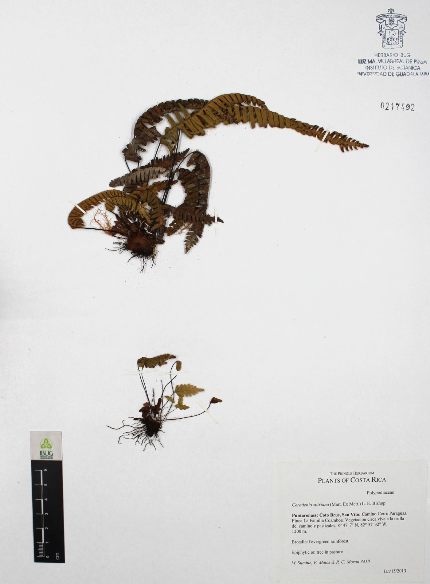 Ceradenia spixiana image