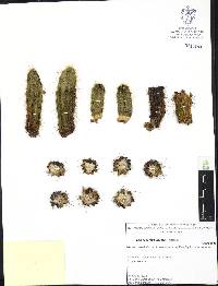 Image of Echinocereus viereckii