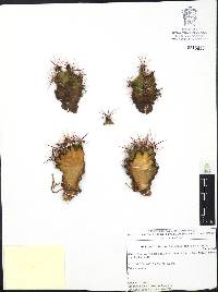 Thelocactus bicolor image