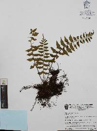 Asplenium auriculatum image