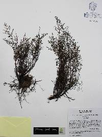 Argyrochosma microphylla image