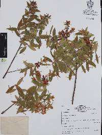 Vaccinium stenophyllum image