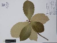 Quercus resinosa image