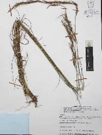 Aristida schiedeana image