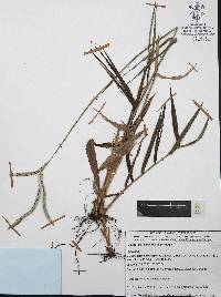Paspalum humboldtianum image