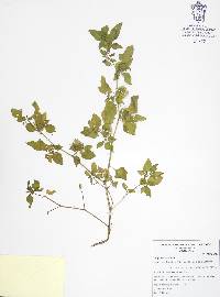 Physalis angulata image