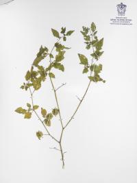 Physalis angulata image