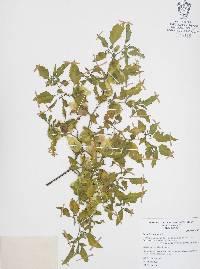 Physalis angulata image