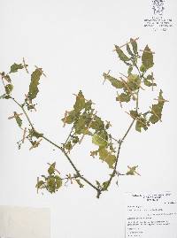 Physalis angulata image